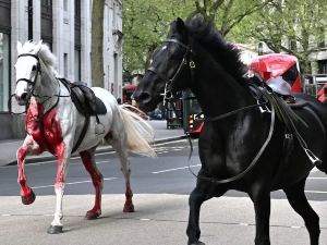Крвави коњи краљевске гарде изазвали хаос у Лондону