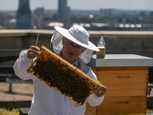 Урбано пчеларење – мед са врха солитера квалитетан као ливадски