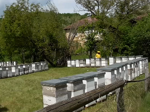 Пчелари селе кошнице како би надокнадили први принос багремовог неда