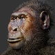 Ново откриће фосила – један од наших предака био је невероватно сличан горили (X/Science Alert) Ново откриће фосила – један од наших предака био је невероватно сличан горили