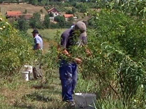 Plantaže šipurka – posao sezonski i veoma isplativ