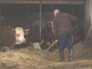 Stočari nezadovoljni zbog kašnjenja subvencija, šta kažu u Upravi za agrarna plaćanja