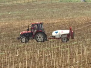 Pandemija je uticala na prodaju, ali vinarija u okolini Vranja planira nova ulaganja