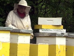 Pčelari sele košnice na najviši vrh Šumadije - zašto bagremov cvet slabo medi