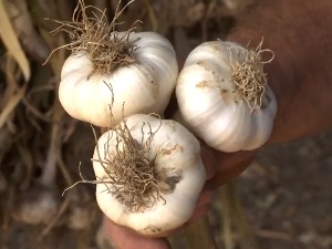 Domaći beli luk ukusniji i aromatičniji od uvoznog, zašto ga nema više na trpezama