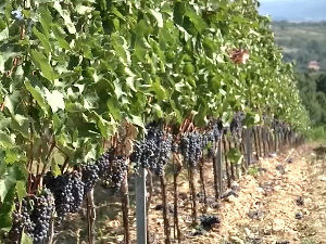 Ако се не окренемо аутохтоним сортама, будућност виноградарства и винарства је веома неизвесна упозоравају научници