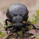 Еко минијатуре: Зоофобија - инсекти