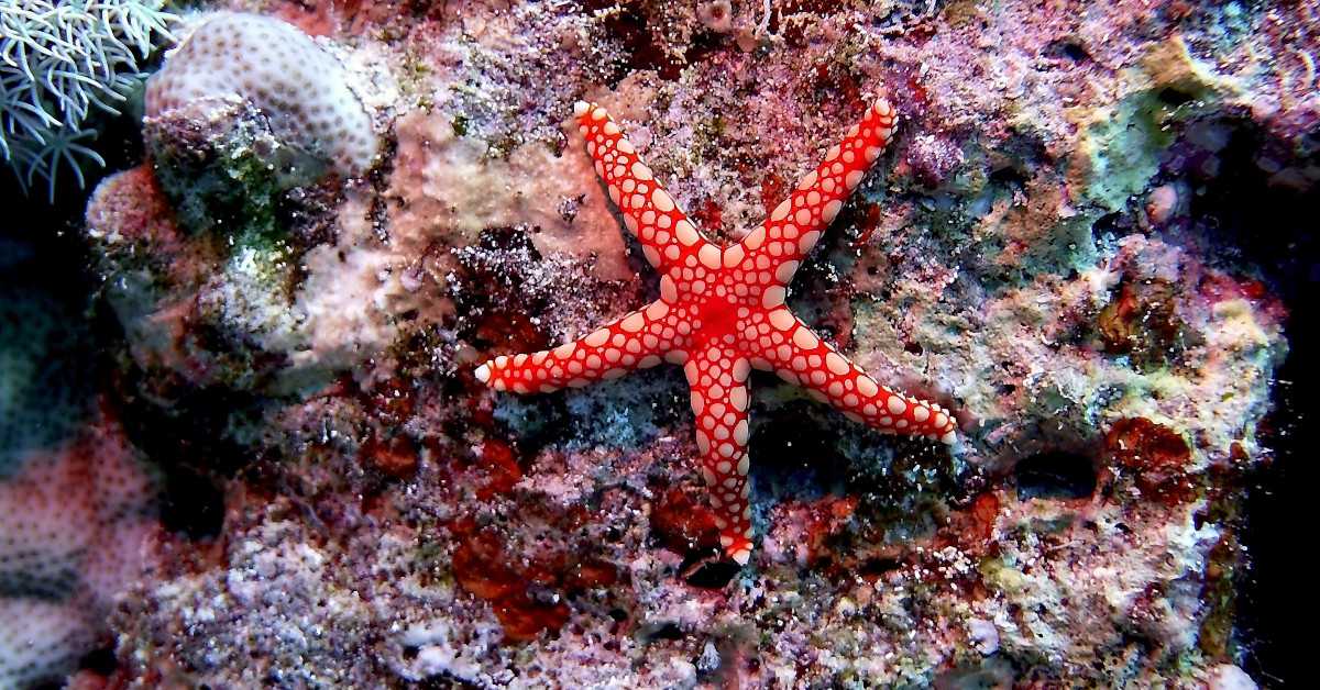 Тела морских звезда уопште нису тела, открива студија