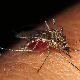 Иако су „летње досаде“, комарци праве сопствени антифриз, па нас муче и у хладним данима, односно ноћима