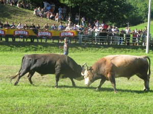 Бакови и бикови