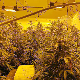 Откривена лабораторија за производњу марихуане на Дедињу, ухапшено двоје