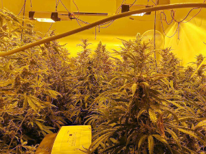 Откривена лабораторија за производњу марихуане на Дедињу, ухапшено двоје