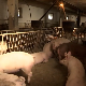 Откуп свиња и говеда по квалитету уместо на основу живе мере