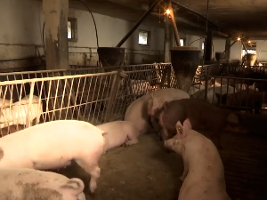 Откуп свиња и говеда по квалитету уместо на основу живе мере