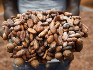 Горак укус чоколаде – више од милион и по деце на плантажама какаоа у Африци