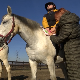 Како терапија уз помоћ коња помаже у лечењу и дружењу