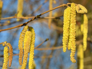 Пролеће је на прагу, а са њим стижу и проблеми са алергијама