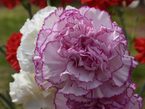  1001 Траг – Каранфил се на пут спрема – Драгица Радосављевић Цакана 