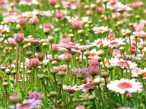  1001 Траг – Башто моја, пуна ли си цвећа – Нестор Габрић 