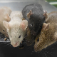 Први пут у историји научници створили мишеве од два мужјака