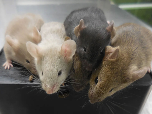 Први пут у историји научници створили мишеве од два мужјака