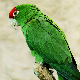 Сведочење папагаја послало убице на доживотну робију