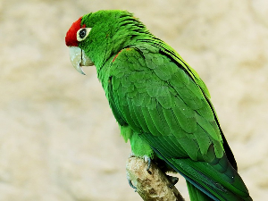 Сведочење папагаја послало убице на доживотну робију