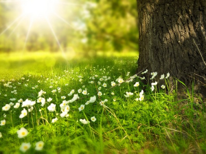  1001 Траг – Градином цвеће цветало – Гордана Стојићевић 