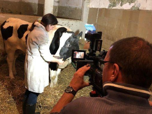 Еко перспективе: Чудновата судбина кравице Славице