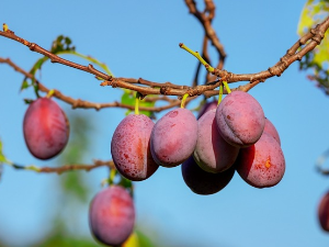  1001 Траг - У сокаку комшија ми јутрос шљиве бира - Лепа Лукић 