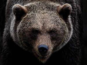 Словенији се смркло због мрких медведа, спорна одлука о квоти за одстрел