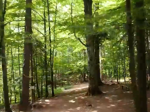 Коме су се клањали стари Словени, шта је крио храст и зашто је кум био „бог“ на земљи