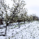 Снег и мраз у претходном периоду нису драстично оштетили воће, поврће и ратарске културе