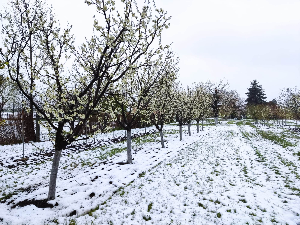 Снег и мраз у претходном периоду нису драстично оштетили воће, поврће и ратарске културе