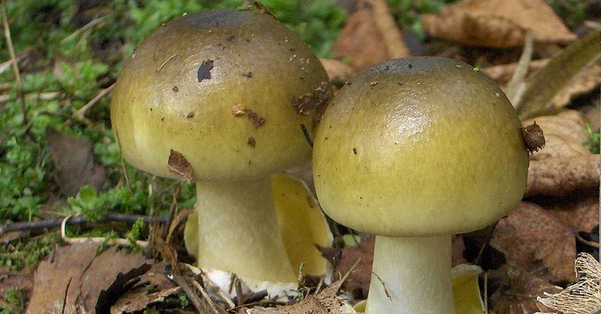 Изгледа да је пронађен противотров за најсмртоноснију печурку