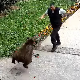 Медвед напао радника обезбеђења предузећа у Бугојну