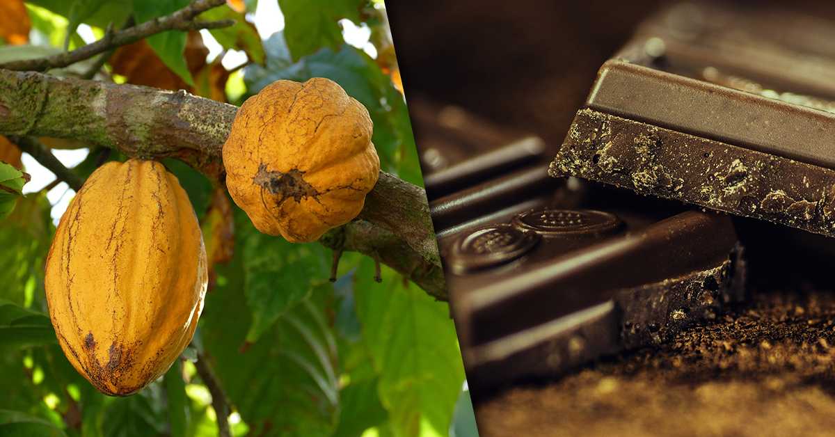 Све већа глад за чоколадом  уништава шуме  Африке
