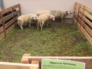 Овца праменка, балканска бела... Зашто су упркос специфичним генима – угрожене врсте