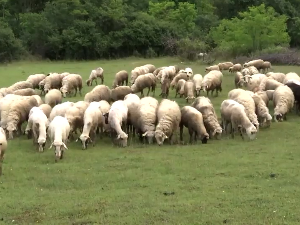 Какав Закон о сточарству треба Србији – баланс између регулативе, производње и тржишта