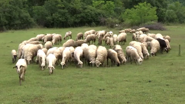 Какав Закон о сточарству треба Србији – баланс између регулативе, производње и тржишта