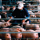 Афричка куга свиња и у Србији – болест која прети економијама широм Европе