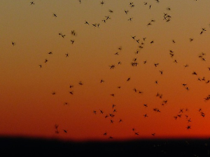 Зашто Загреб у природу пушта стерилне мужјаке комараца