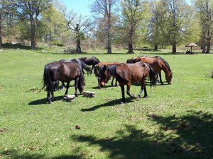 Квадратура круга: Тајне Суве планине