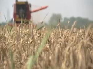 Почела жетва пшенице