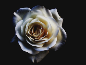  1001 Траг - Некад цвале беле руже - Данка Стојиљковић 