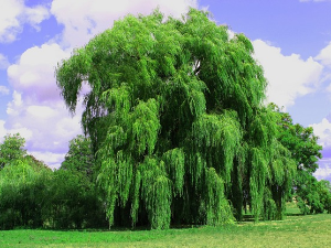 1001 Траг - Шумадијо, шумовита 