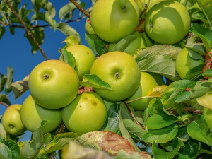  1001 Траг - Набрала је девојка 