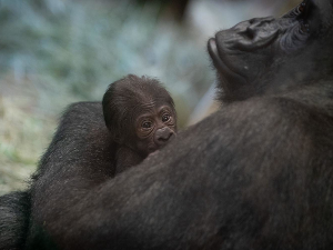 У кавезу мужјака гориле чувари зоо врта затекли новорођенче