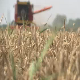 Приводи се крају жетва пшенице