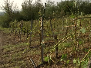 Без воћа и грожђа после невремена у Медвеђи код Трстеника